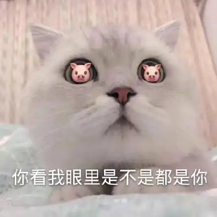 你看我眼里是不是都是你(猫咪表情包)_猫咪_眼里_是不是表情