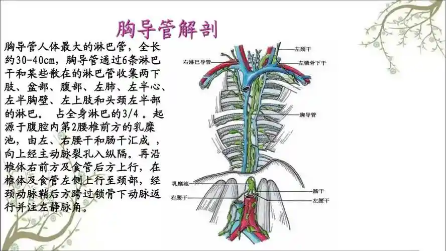乳糜胸韦方宁优秀