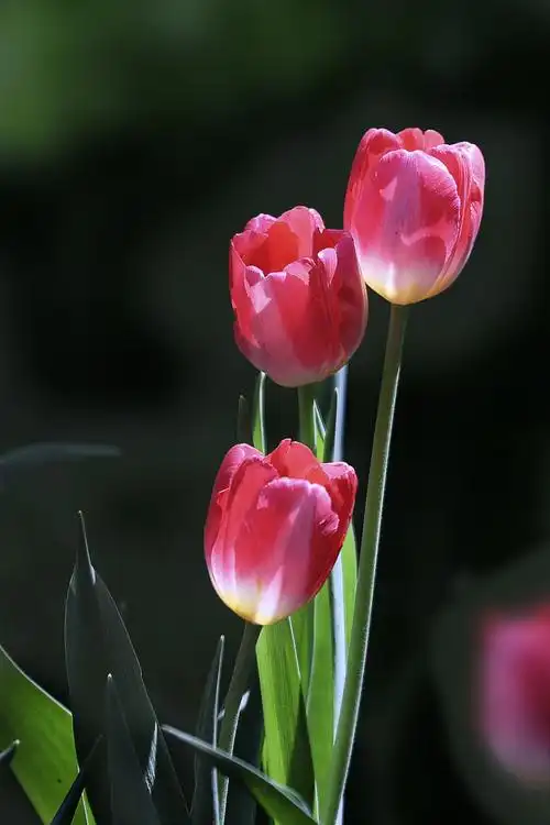 花开的季节(郁金香)