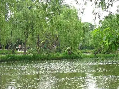 sjj的相册-柳絮飘飞,烟雨扬州