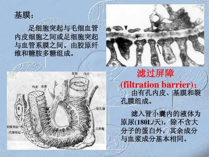 爱爱医资源-哈尔滨医科大学-组织学与胚胎学课件-泌尿系统ppt