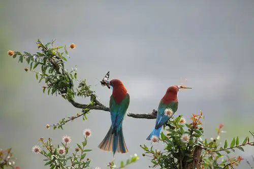 良禽择木而栖,"最美小鸟"现身最美湿地