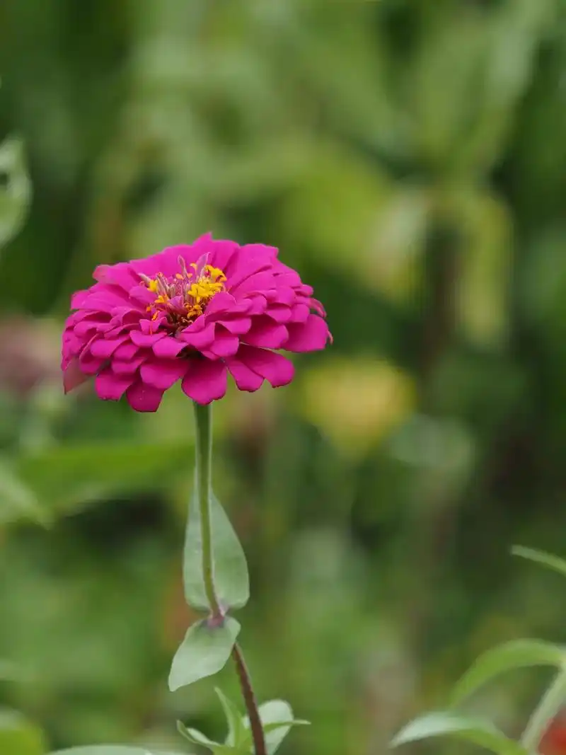 色彩鲜艳美丽的百日菊 时间:2023年10月17日,地点:广 - 抖音