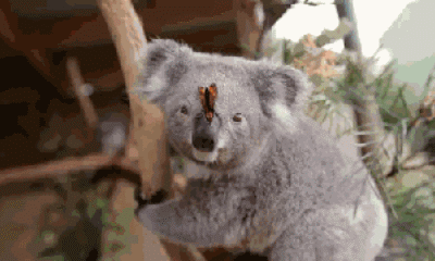 考拉(树袋熊)的搞笑动图表情包