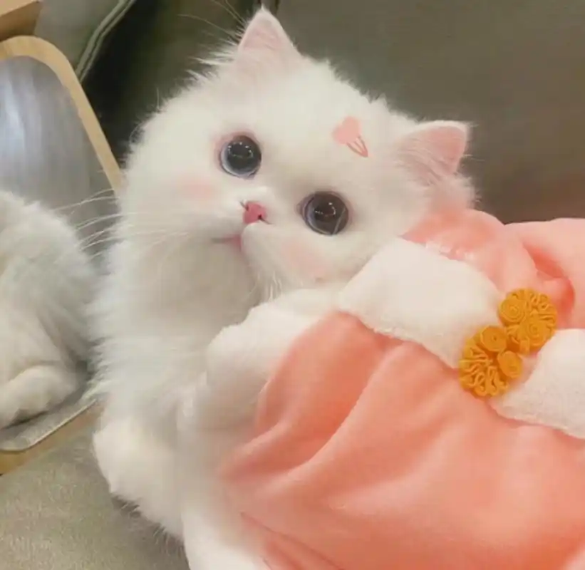 又有谁能拒绝超可爱的小猫咪呢