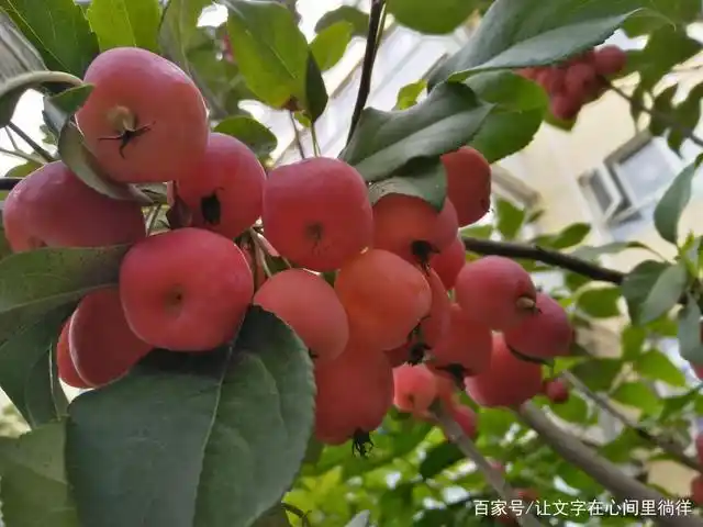 海棠花开了,果实熟了