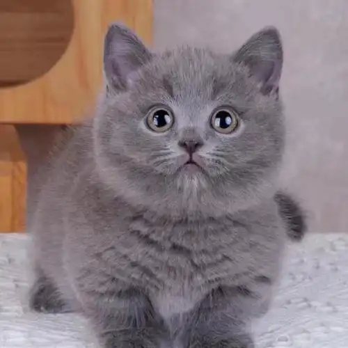 纯种蓝猫幼猫蓝白英短蓝胖子圆脸猫美短活物幼崽猫咪活物矮脚猫