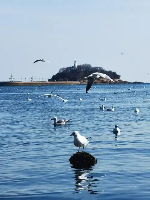 青岛栈桥海鸥