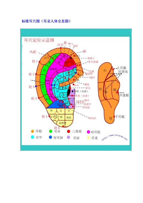 标准耳穴图解析.doc