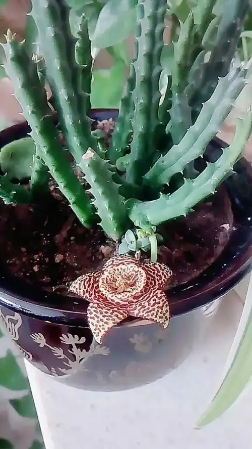 不一样的烟火!犀牛角开花了美