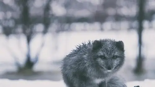 神奇动物在哪里第五弹