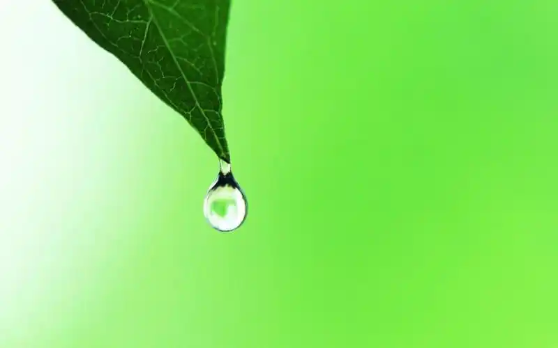 1简约绿色护眼,高清图片,壁纸,自然风景-桌面城市