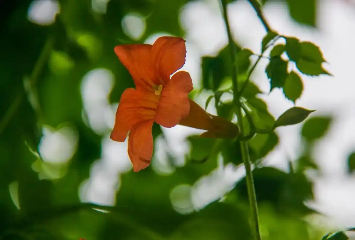 大自然花草风景  那天在与南宋德寿宫一墙之隔方志馆的楼上,看到凌霄
