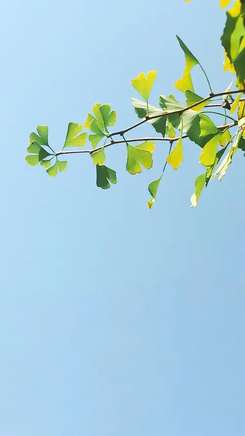 夏日小清新风景手机壁纸图片