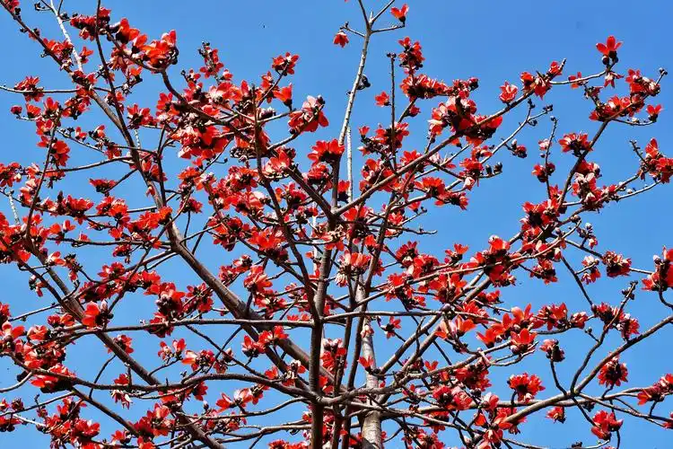 英雄树(广州市花) 矗矗出众木 凛凛岂可攀 满树花欲燃 何须绿叶伴