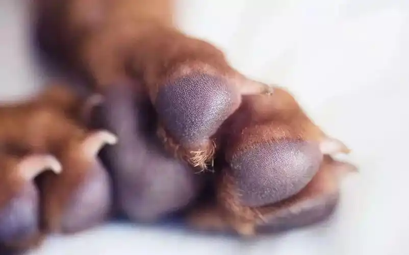 【来问】狗狗的臭脚丫熏死了,怎么回事?