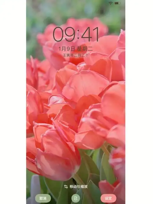 自制壁纸自己拍的郁金香变手机壁纸了