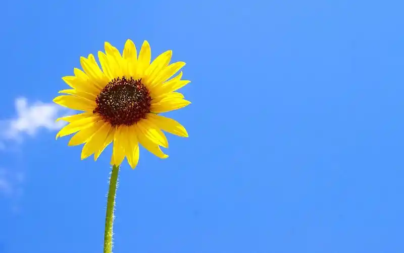 唯美向日葵风景1024x600分辨率查看