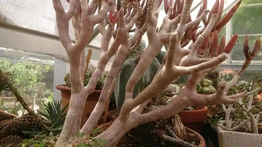 上边这位花友养的是可以吃的木立芦荟,而下边这位花友"k大叔除此之外