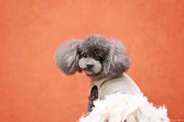 灰泰迪怎样才能返灰