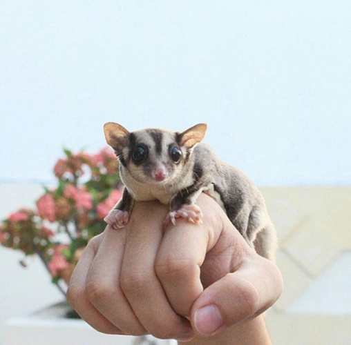 原来蜜袋鼯是一种可以随身携带,还超级粘人的宠物