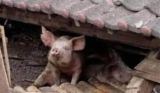 汶川地震猪坚强:被埋36天成活文物,住一室一厅,还有专人伺候