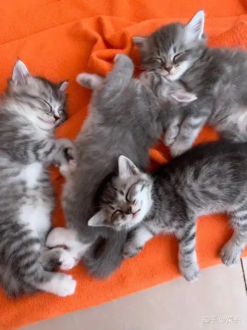 英短和土猫串串的宝宝长大了是什么样