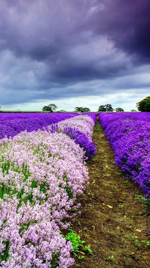 普罗旺斯花海意境