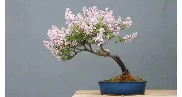 请问丁香花有毒吗