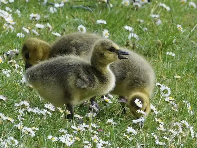 鹅宝宝们在长大