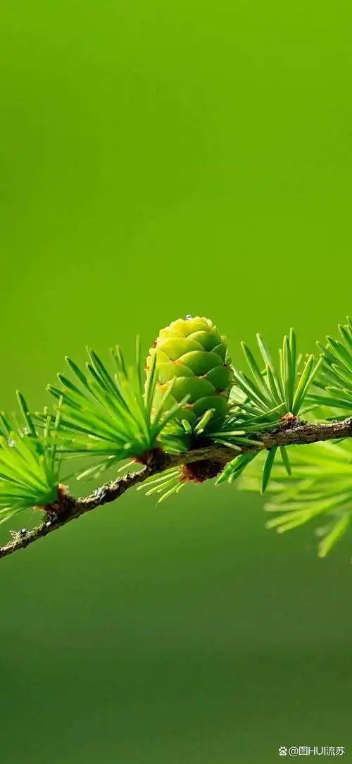 绿色系超清新壁纸