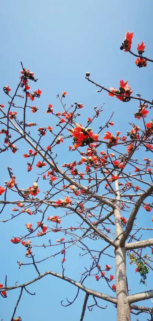 来海南赏木棉花