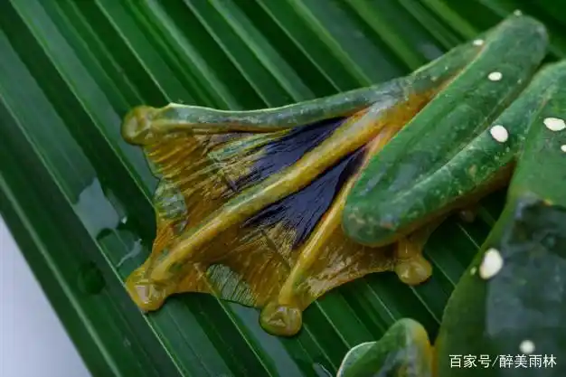 黑蹼树蛙:雨林里的熬夜达人,滑翔跳跃的高手