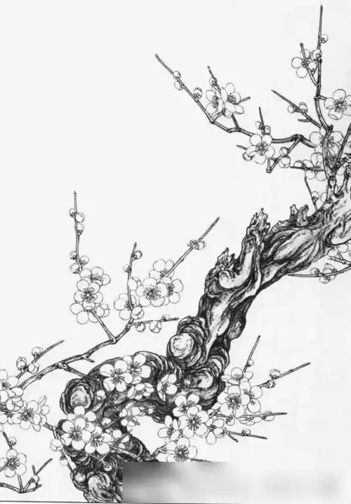 "香自苦寒来"!腊梅的画法!