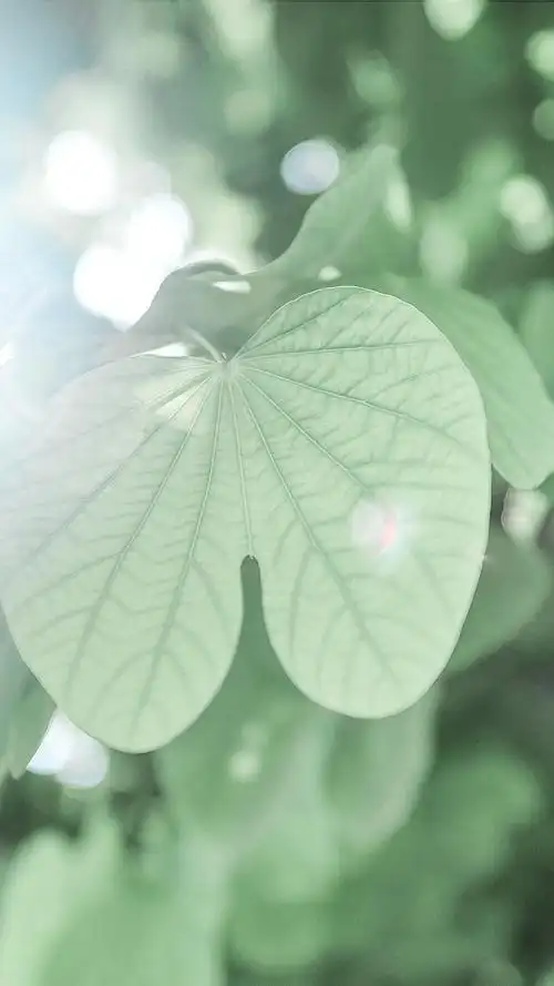 绿色小清新手机壁纸图片