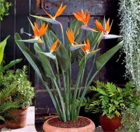 鹤望兰夏季怎么养护