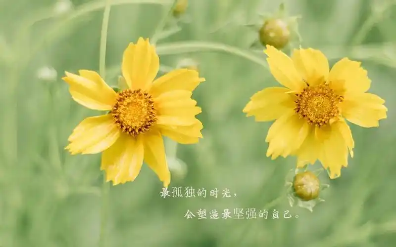 励志自己说说文字花朵唯美2k 内容简介 经典励志说说致自己带字图片