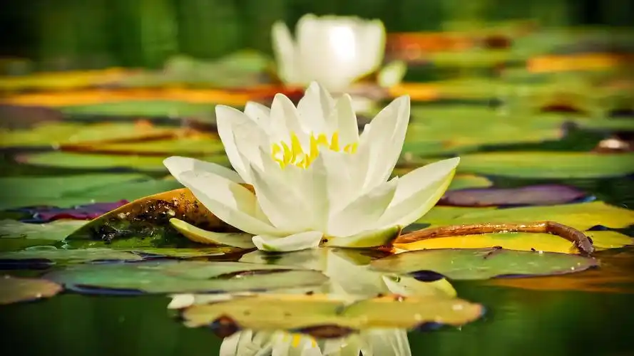 高清睡莲图片壁纸大全 03 3840*2160