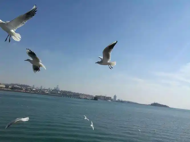 海鸥,大海的精灵.