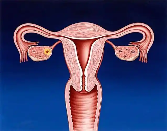 女人想要子宫干净这三个部位不能黑越黑越不干净