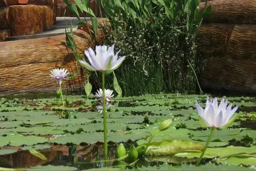 莲花仙境第34届全国荷花展