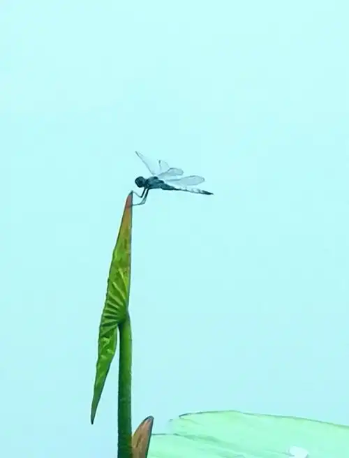 小荷才露尖尖角早有蜻蜓立上头