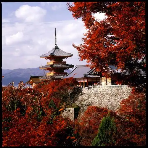 扫描 哈苏x5#摄影  #胶片  #哈苏 #日本  #京都 #旅游 #旅行 #风景