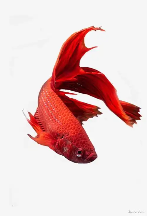 红色鲤鱼png素材透明免抠图片动植人物
