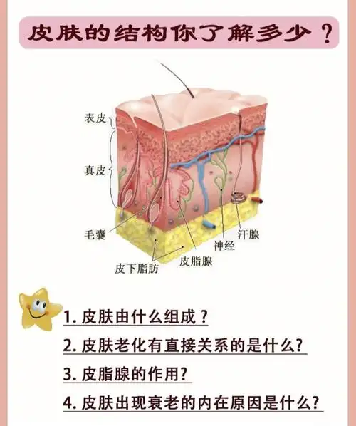 皮肤结构皮肤专业知识