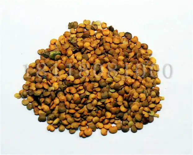 紫红长茄 高产抗病 商品性好 紫茄子种子 长茄子籽 高产优质品种