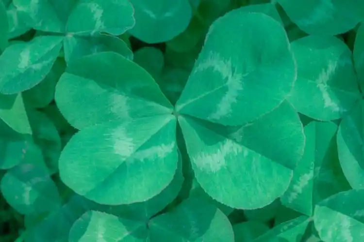 学校杂拍四叶草