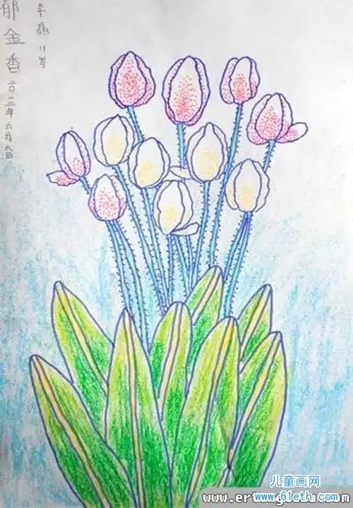 11岁儿童花朵蜡笔画图片:郁金香
