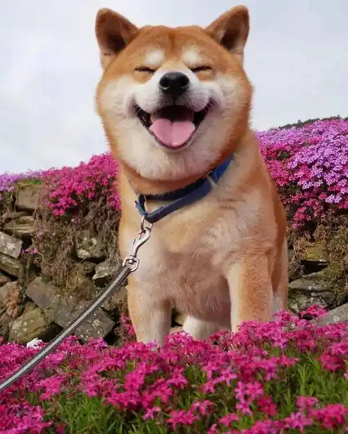 笑容_治愈_萌狗