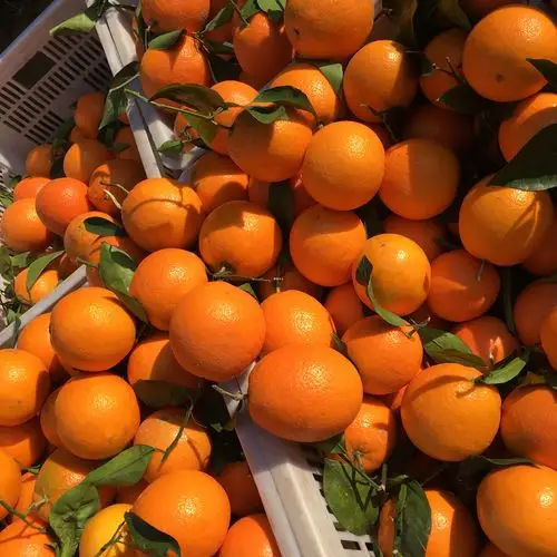 脐橙赣南橙子湖北秭归伦晚当季水果新鲜甜橙桔子